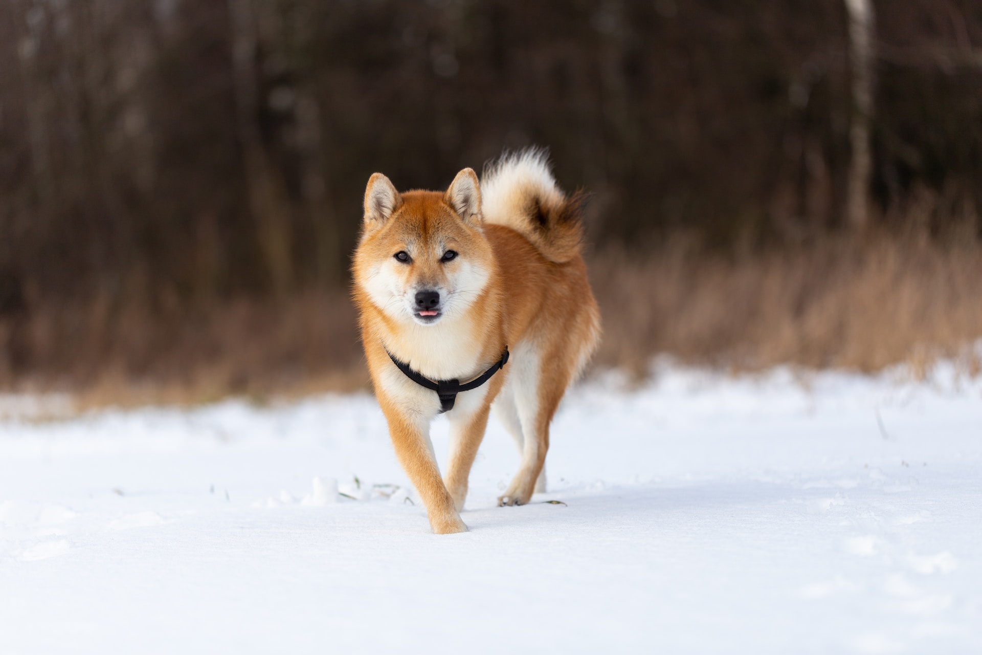 Shiba Inu