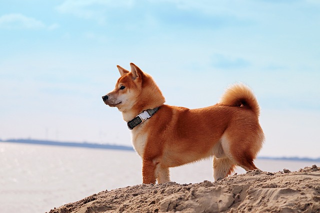 ShibaInu2