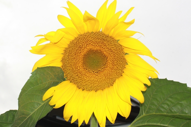 Sunflower-Russia