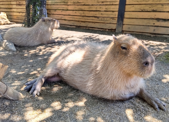 Capybara7