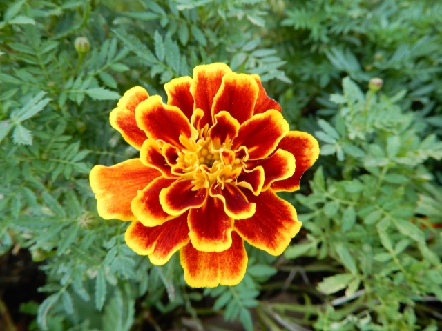 Marigold_French