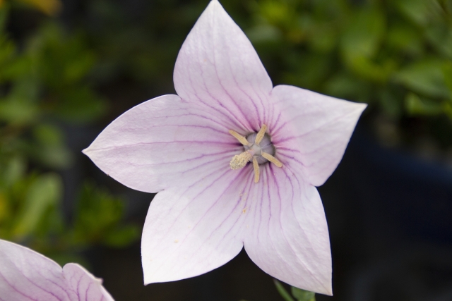 Balloon flower pink