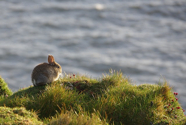 Rabbit2