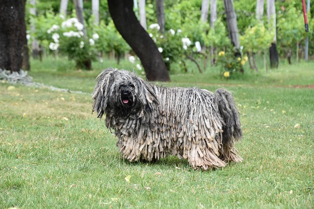 Puli2