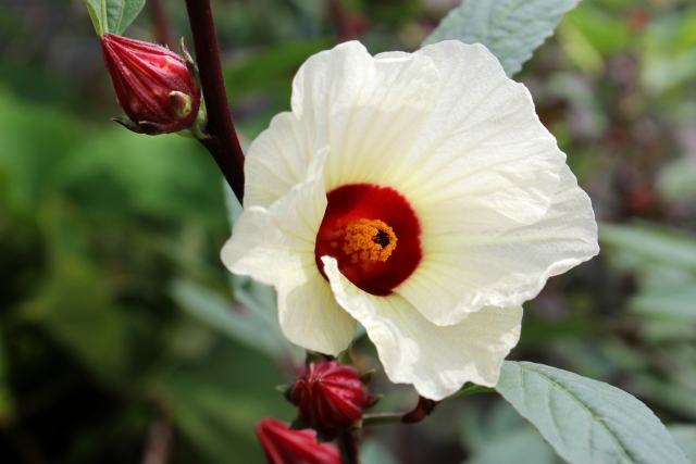 Roselle2