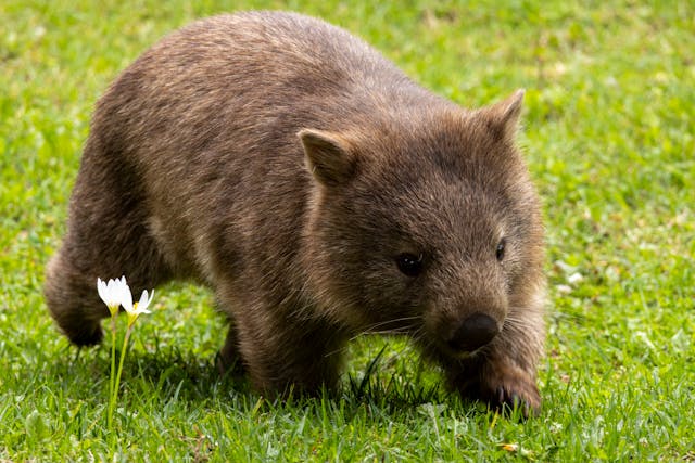 wombat2