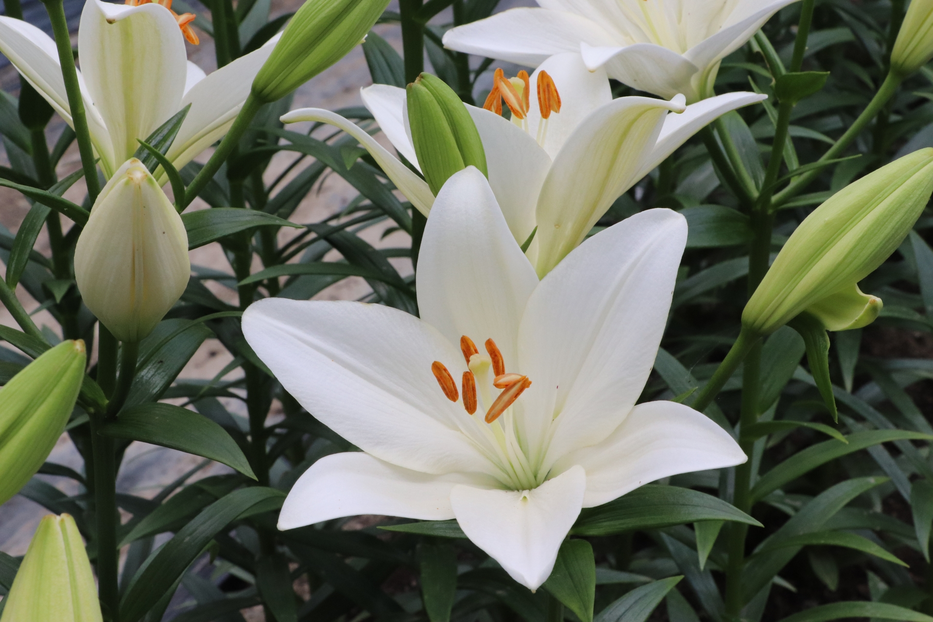 Lily