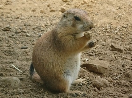 Oguro Prairie dog