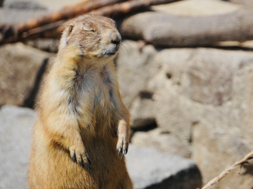 Oguro Prairie dog2