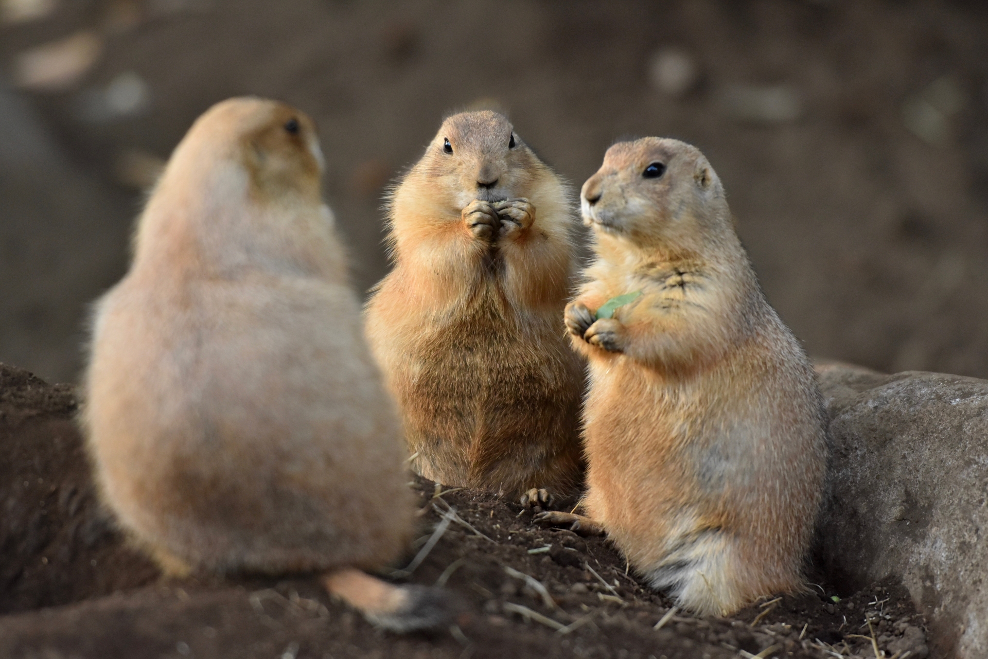 Prairie dog