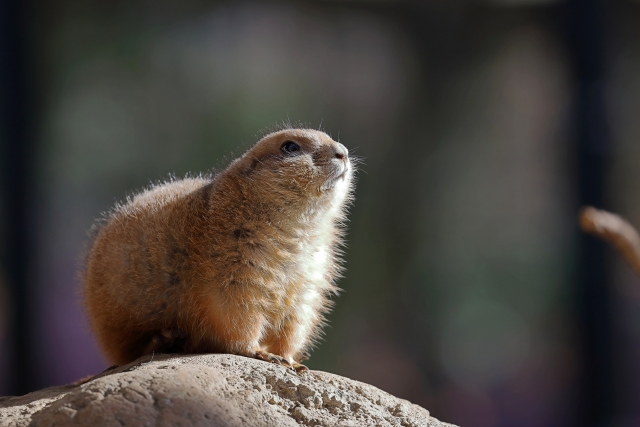 prairie dog2