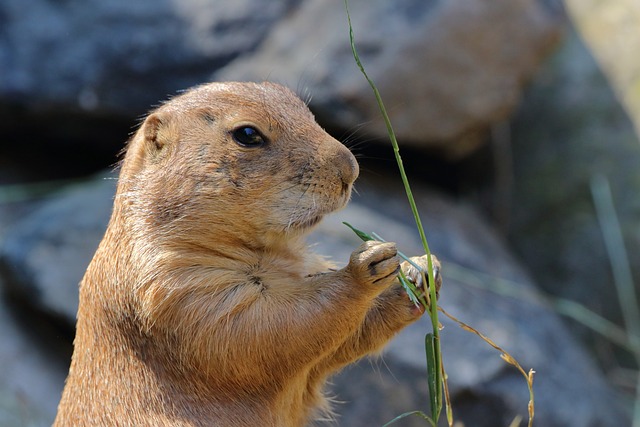 prairie dog3