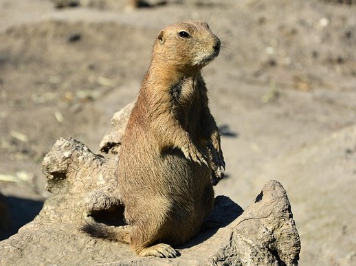 prairie dog4