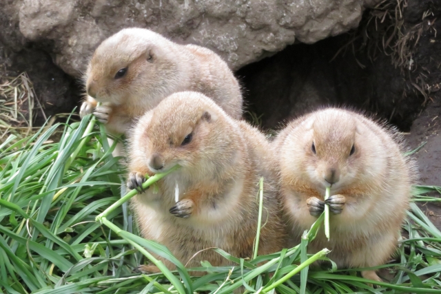 prairie dog5