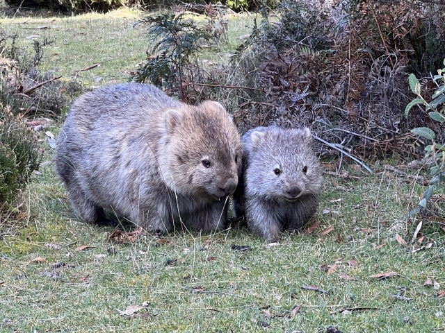wombat4