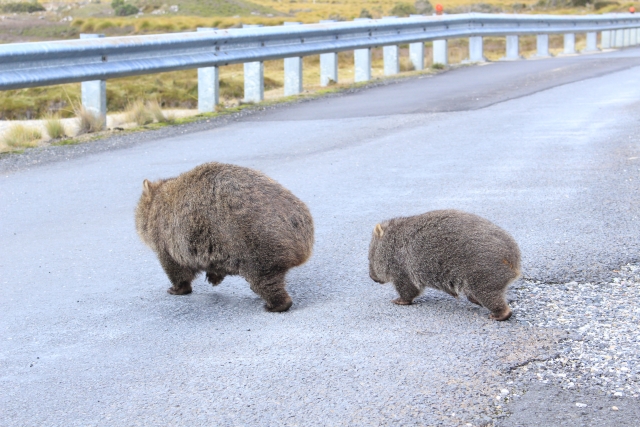 wombat5