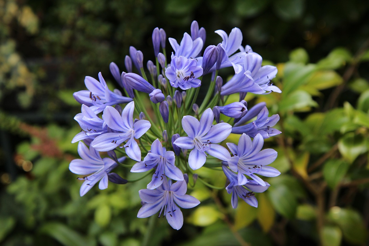 agapanthus