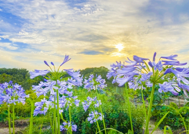 agapanthus2