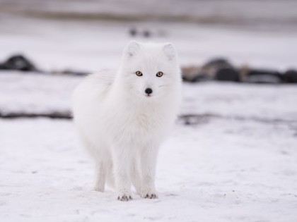 hokkyokugitsune