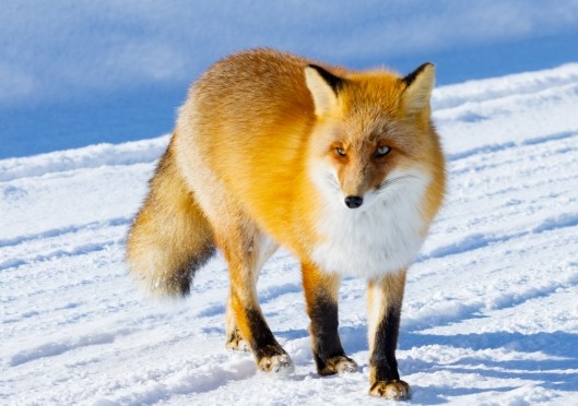 kitakitsune