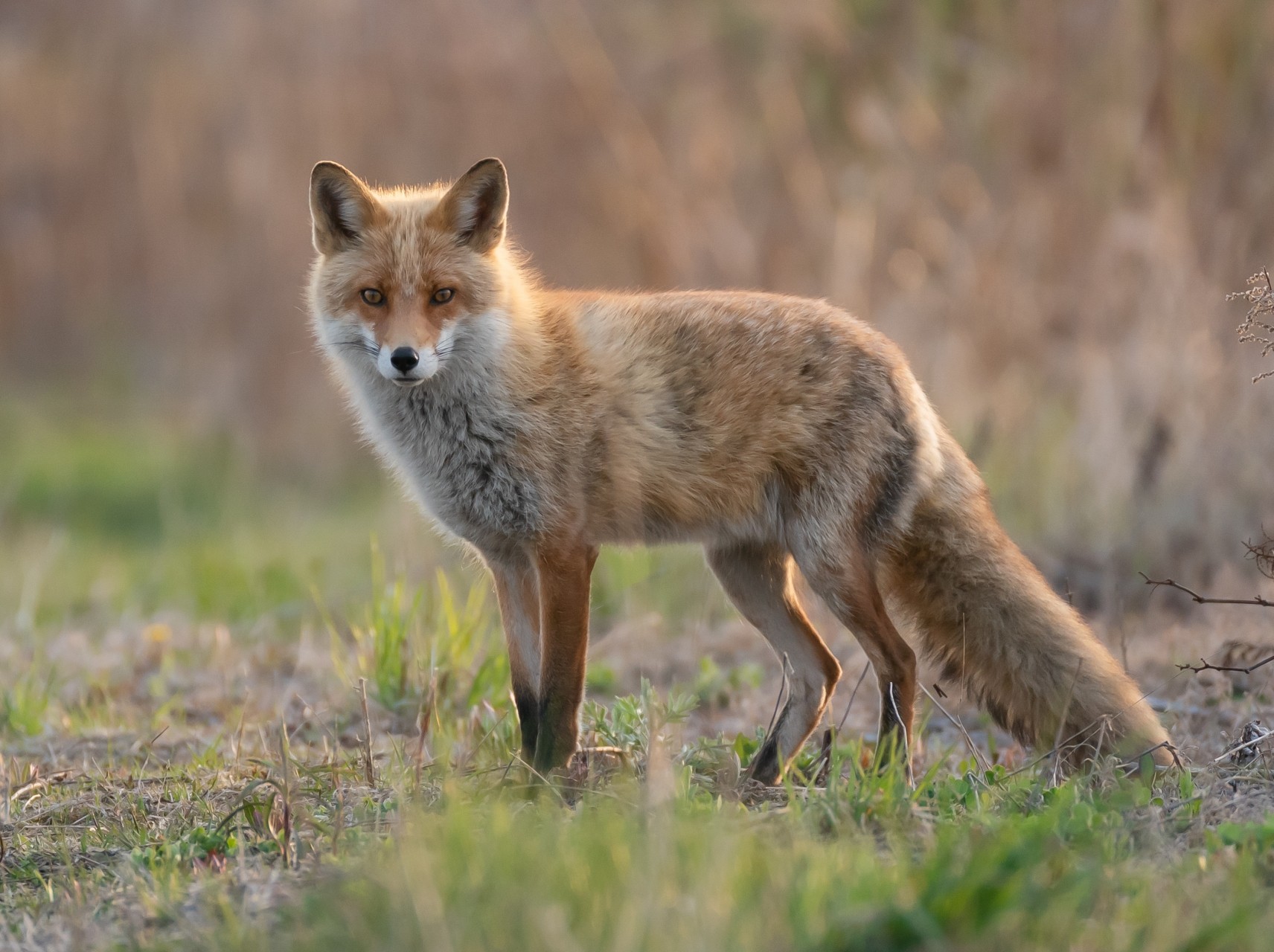 kitsune