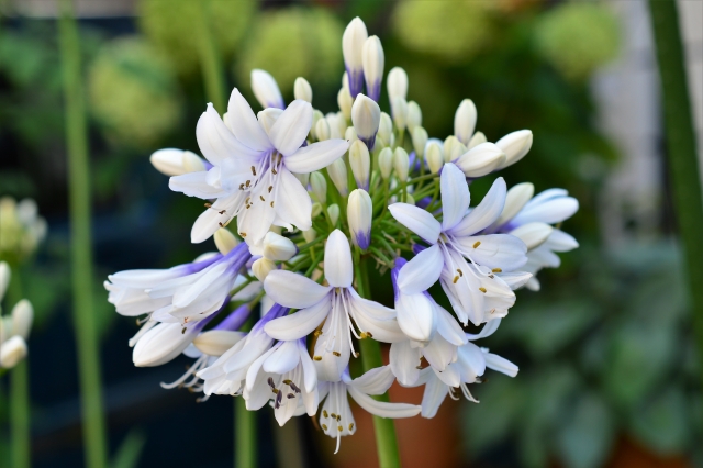 agapanthus twister