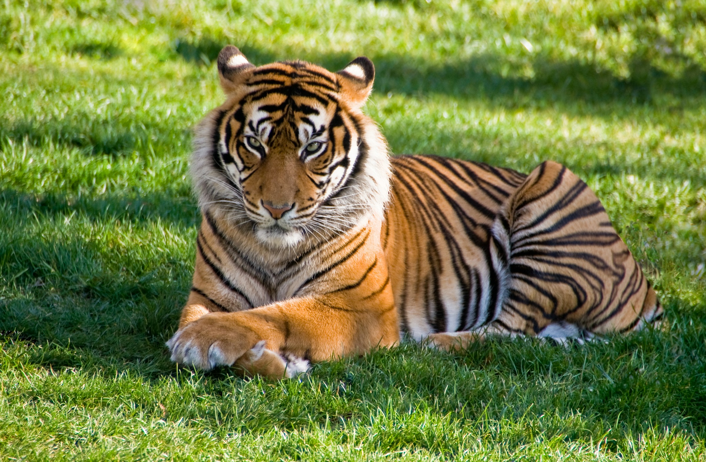 tiger