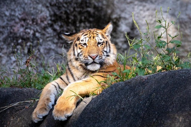 tiger3