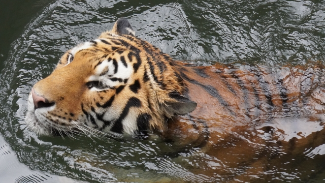 swimming tiger