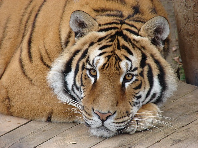 tiger7