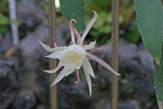 himegekkabijin