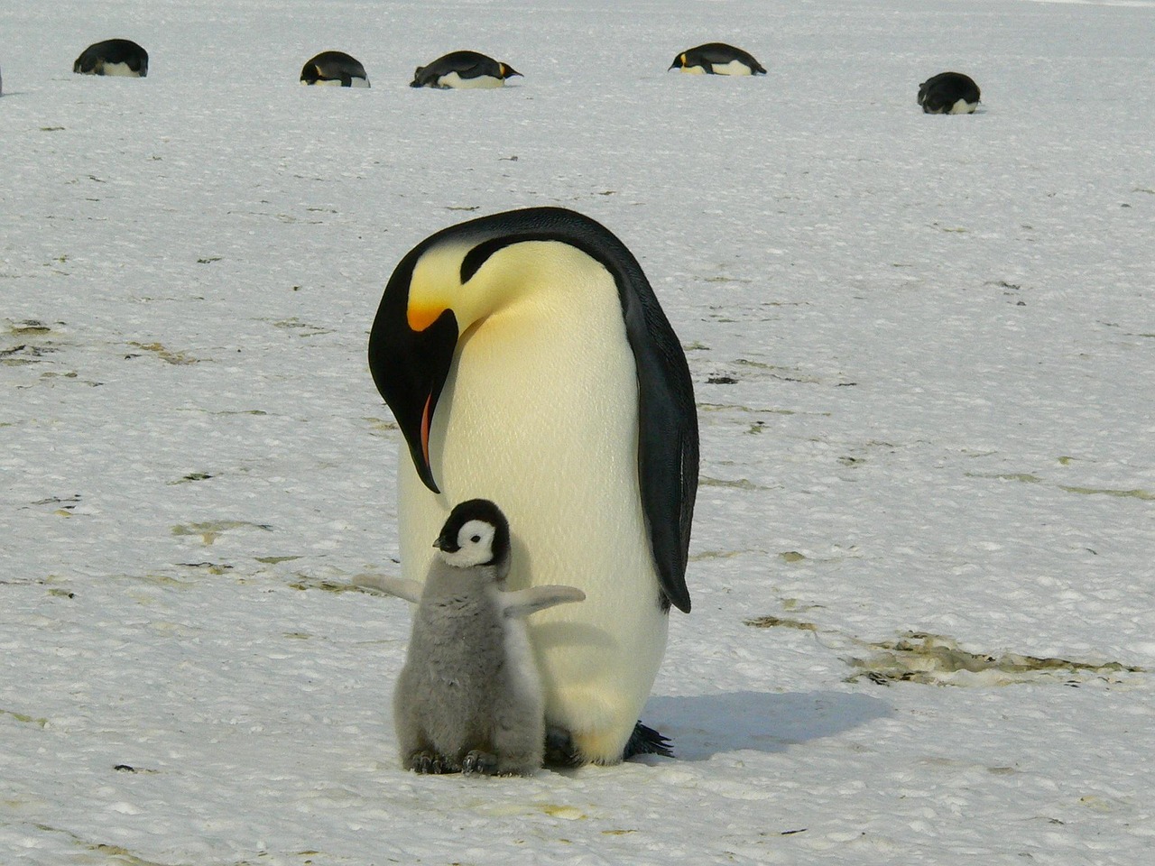 penguin