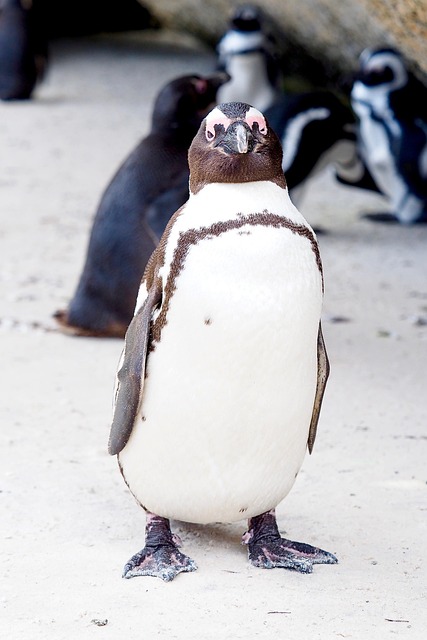 penguin2