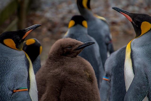 penguin3