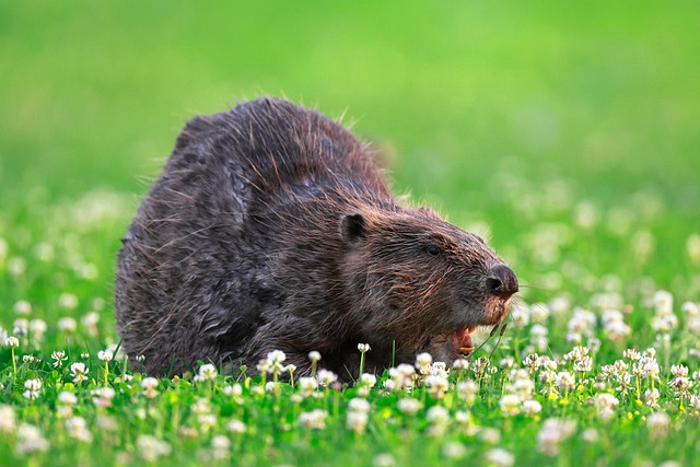 Beaver eurasian