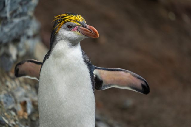 Royal penguin