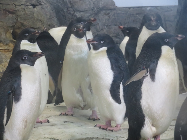 adelie penguin