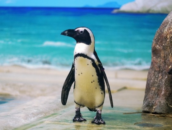 cape penguin