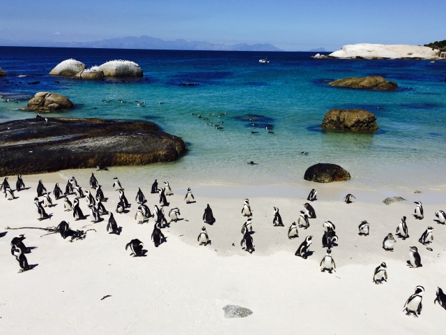 cape penguin2