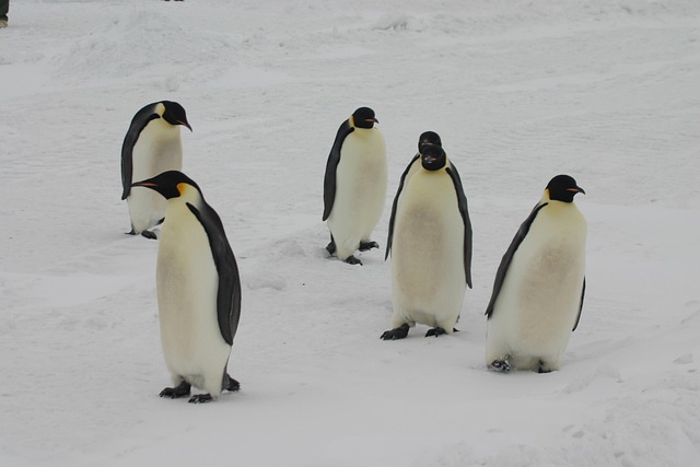 kouteipenguin