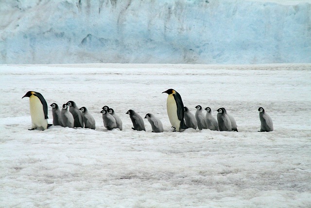 kouteipenguin2