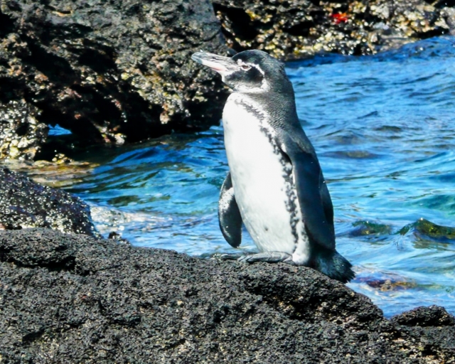 garapagos penguin