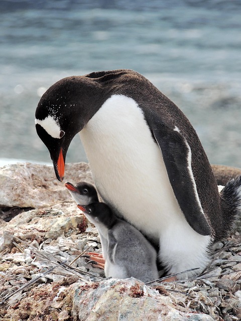 penguin gento