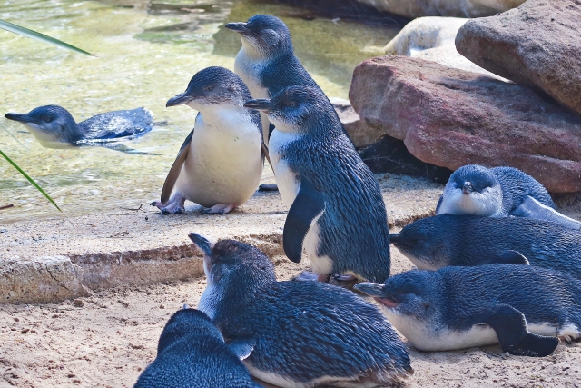 hanejiropenguin