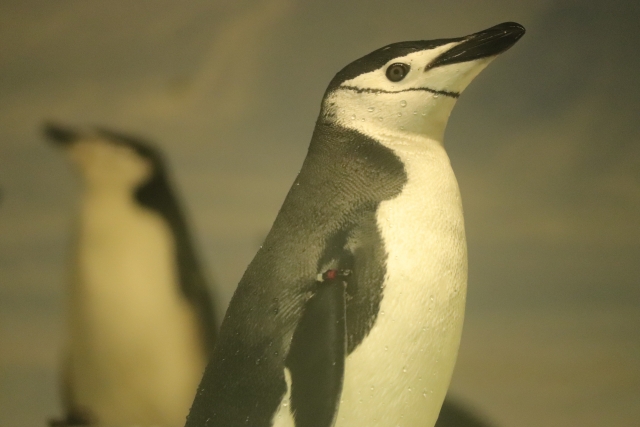 hige penguin