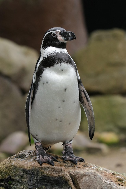 humboldt penguin