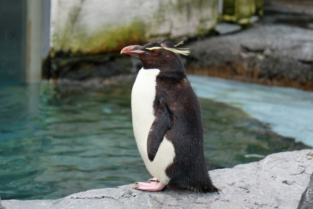 iwatobipenguin