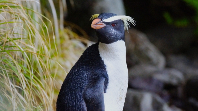 kimayupenguin