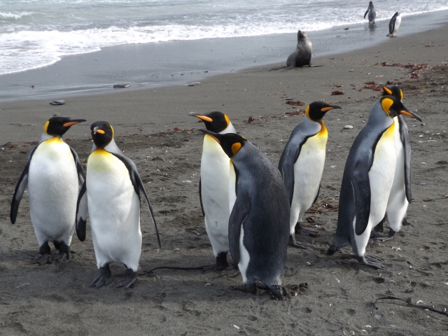 kingpenguin