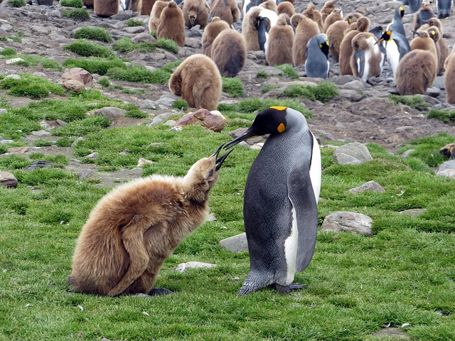 kingpenguin2